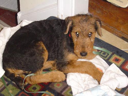 https://images.dog.ceo/breeds/airedale/n02096051_3317.jpg