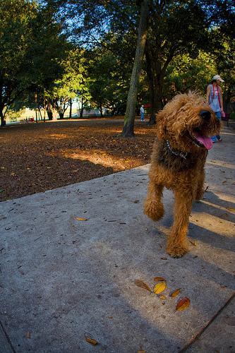 https://images.dog.ceo/breeds/airedale/n02096051_3443.jpg