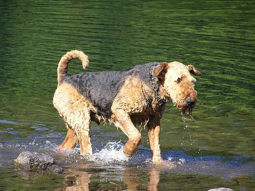 https://images.dog.ceo/breeds/airedale/n02096051_3538.jpg