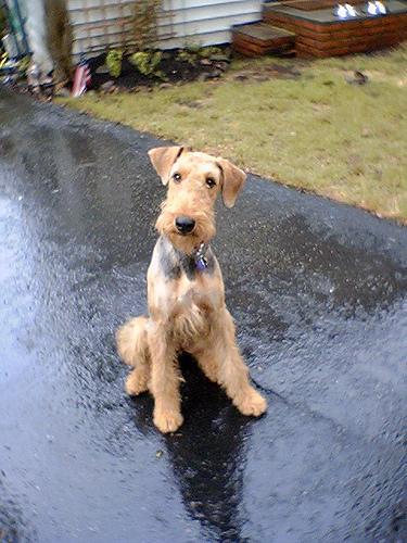 https://images.dog.ceo/breeds/airedale/n02096051_3619.jpg