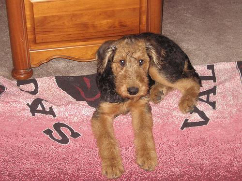 https://images.dog.ceo/breeds/airedale/n02096051_3665.jpg