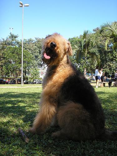 https://images.dog.ceo/breeds/airedale/n02096051_3700.jpg