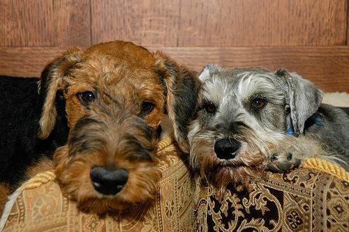 https://images.dog.ceo/breeds/airedale/n02096051_3796.jpg