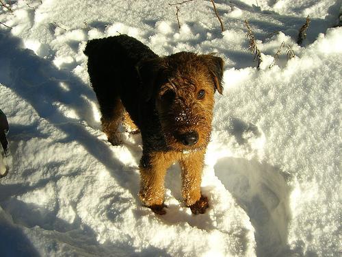 https://images.dog.ceo/breeds/airedale/n02096051_3823.jpg