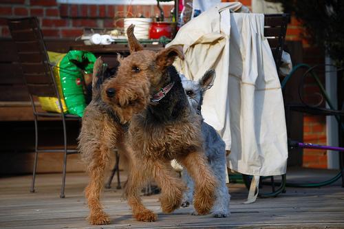 https://images.dog.ceo/breeds/airedale/n02096051_3863.jpg