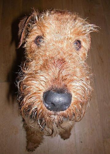 https://images.dog.ceo/breeds/airedale/n02096051_3879.jpg