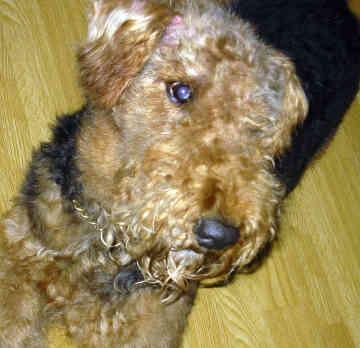 https://images.dog.ceo/breeds/airedale/n02096051_3981.jpg