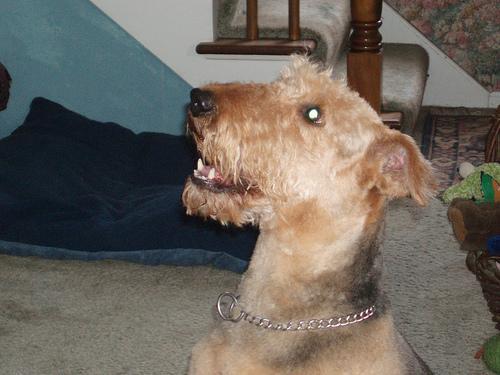 https://images.dog.ceo/breeds/airedale/n02096051_4153.jpg