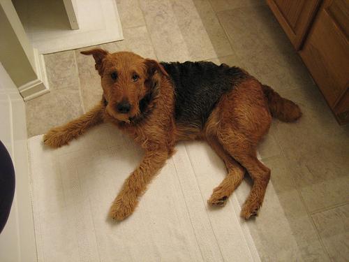 https://images.dog.ceo/breeds/airedale/n02096051_4196.jpg