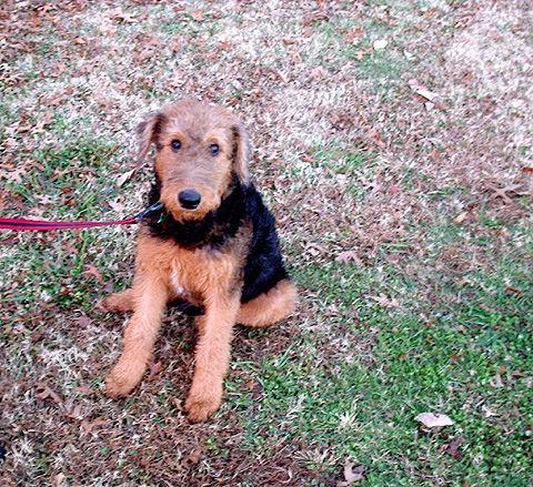 https://images.dog.ceo/breeds/airedale/n02096051_4220.jpg