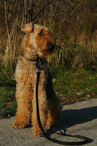 https://images.dog.ceo/breeds/airedale/n02096051_4322.jpg