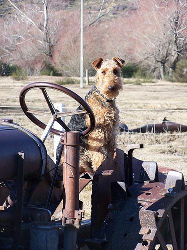 https://images.dog.ceo/breeds/airedale/n02096051_441.jpg