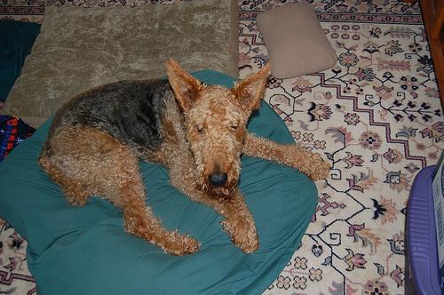 https://images.dog.ceo/breeds/airedale/n02096051_4514.jpg