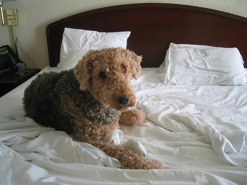 https://images.dog.ceo/breeds/airedale/n02096051_4516.jpg