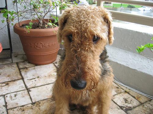 https://images.dog.ceo/breeds/airedale/n02096051_4531.jpg