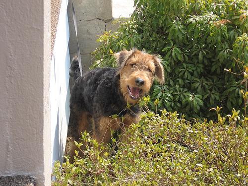 https://images.dog.ceo/breeds/airedale/n02096051_4660.jpg