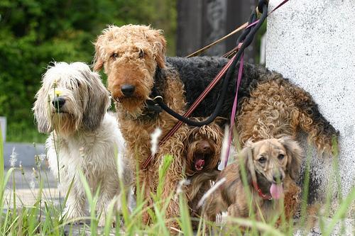 https://images.dog.ceo/breeds/airedale/n02096051_4676.jpg