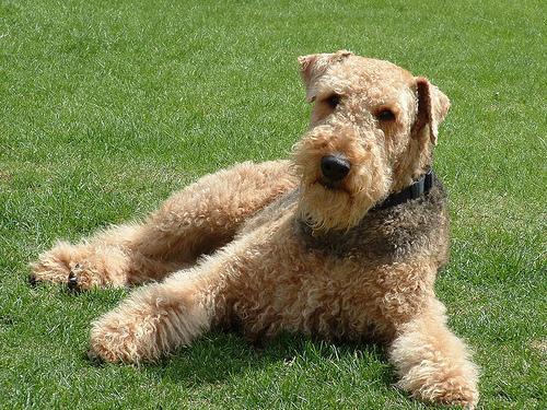 https://images.dog.ceo/breeds/airedale/n02096051_4868.jpg