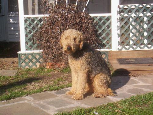 airedale