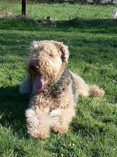 https://images.dog.ceo/breeds/airedale/n02096051_5018.jpg