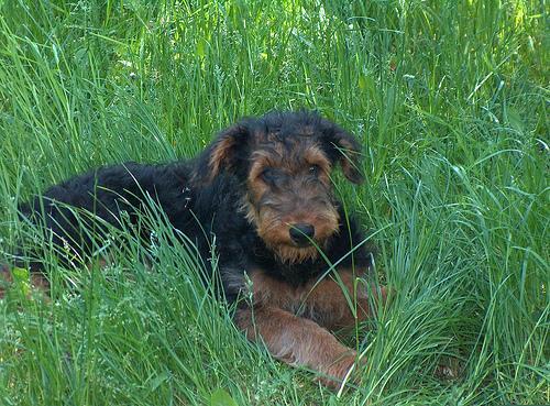 https://images.dog.ceo/breeds/airedale/n02096051_5048.jpg