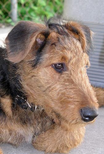 https://images.dog.ceo/breeds/airedale/n02096051_5064.jpg