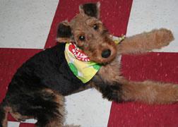 https://images.dog.ceo/breeds/airedale/n02096051_517.jpg