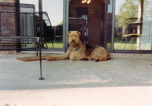 https://images.dog.ceo/breeds/airedale/n02096051_5212.jpg