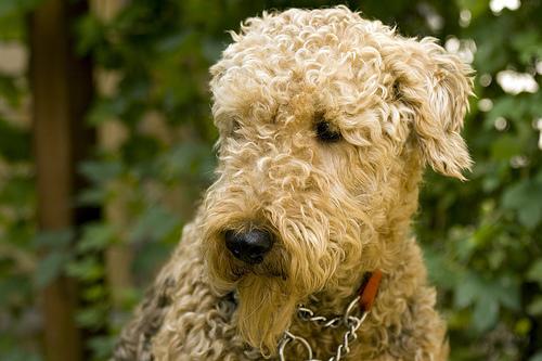 https://images.dog.ceo/breeds/airedale/n02096051_5234.jpg