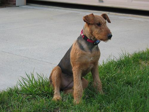 https://images.dog.ceo/breeds/airedale/n02096051_5241.jpg