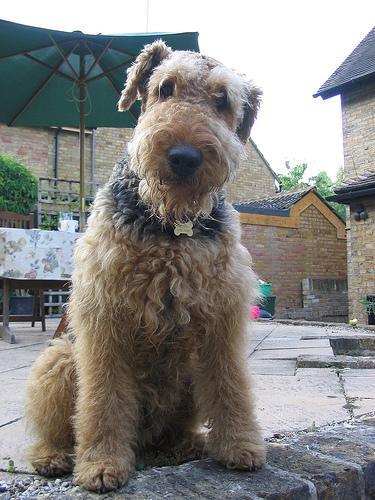 https://images.dog.ceo/breeds/airedale/n02096051_5267.jpg