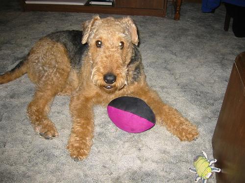 https://images.dog.ceo/breeds/airedale/n02096051_5285.jpg