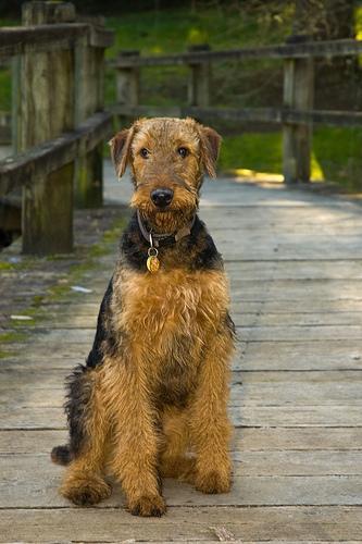 https://images.dog.ceo/breeds/airedale/n02096051_5356.jpg