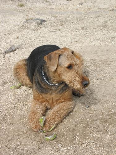 https://images.dog.ceo/breeds/airedale/n02096051_5389.jpg