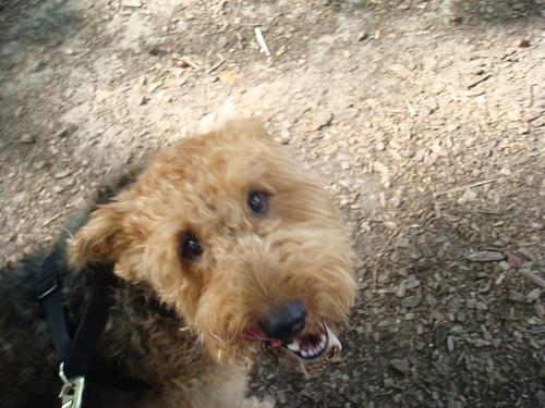 https://images.dog.ceo/breeds/airedale/n02096051_5432.jpg