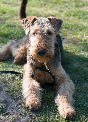 https://images.dog.ceo/breeds/airedale/n02096051_5467.jpg