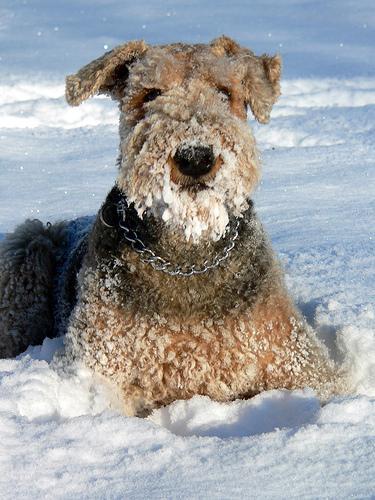 https://images.dog.ceo/breeds/airedale/n02096051_5712.jpg