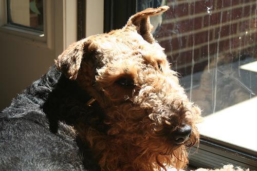 https://images.dog.ceo/breeds/airedale/n02096051_5776.jpg