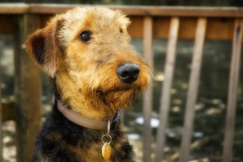 https://images.dog.ceo/breeds/airedale/n02096051_584.jpg