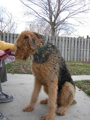 https://images.dog.ceo/breeds/airedale/n02096051_5867.jpg