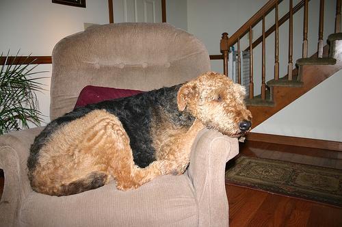 https://images.dog.ceo/breeds/airedale/n02096051_5884.jpg