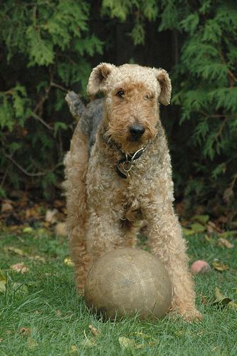 https://images.dog.ceo/breeds/airedale/n02096051_5952.jpg