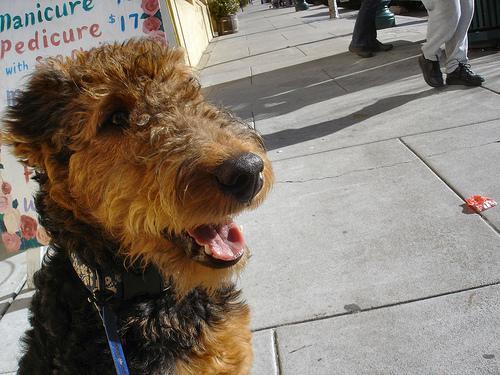 https://images.dog.ceo/breeds/airedale/n02096051_5992.jpg