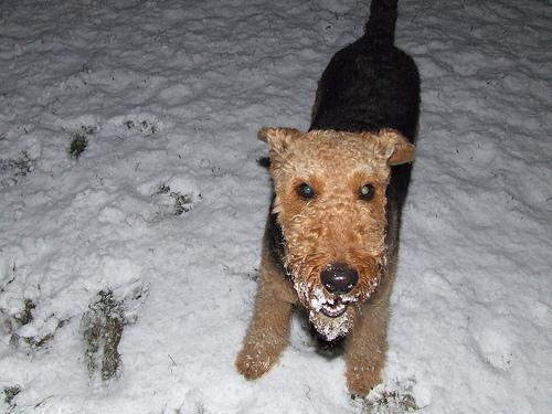 https://images.dog.ceo/breeds/airedale/n02096051_6151.jpg