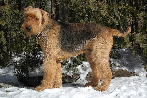 https://images.dog.ceo/breeds/airedale/n02096051_6300.jpg