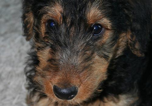 https://images.dog.ceo/breeds/airedale/n02096051_6315.jpg