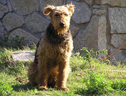 https://images.dog.ceo/breeds/airedale/n02096051_6332.jpg