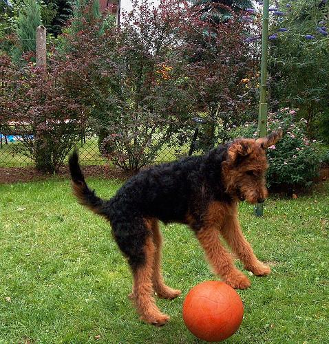 https://images.dog.ceo/breeds/airedale/n02096051_6334.jpg