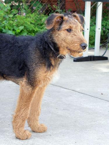 https://images.dog.ceo/breeds/airedale/n02096051_6335.jpg