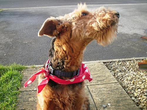 https://images.dog.ceo/breeds/airedale/n02096051_6410.jpg